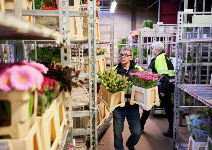 Dolgozz Amszterdam közelében. Virágokkal való munka, Hollandia.